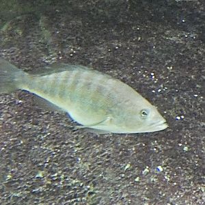 Fish ID? - Zoo Antwerpen