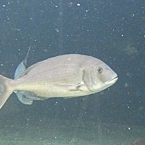 Fish ID? - Zoo Antwerpen
