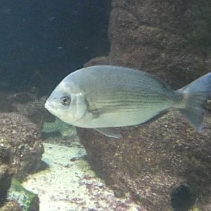 Fish ID? - Zoo Antwerpen