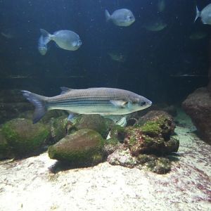 Fish ID? - Zoo Antwerpen