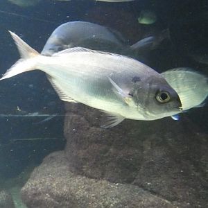 Fish ID? - Zoo Antwerpen