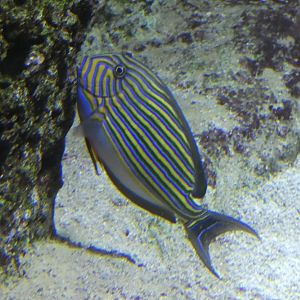 Fish ID? - Zoo Antwerpen
