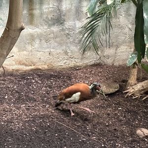Madagascar Crested Ibis