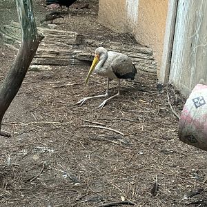 Yellow Billed Stork