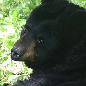 American Black Bear