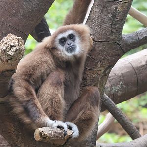 White Handed Gibbon