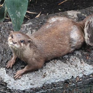 Asian Small Clawed Otter