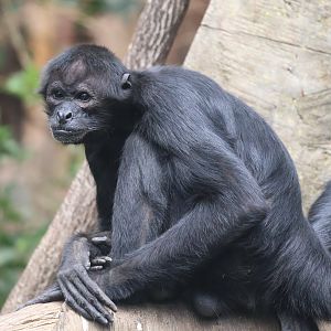 Black Spider Monkey