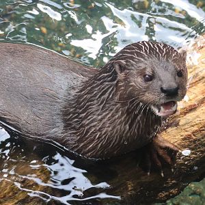 Spotted Necked Otter