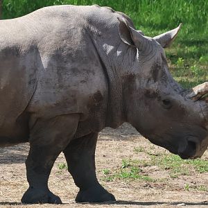 White Rhinoceros
