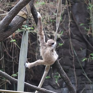 White Handed Gibbon