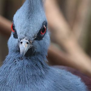 Victoria Crowned Pigeon