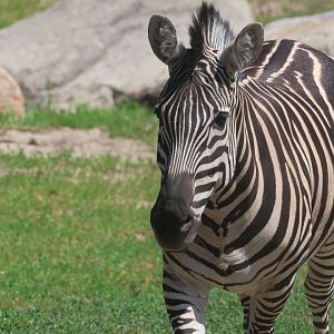 Grants Zebra