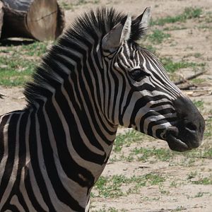 Grants Zebra