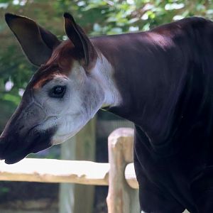 Okapi