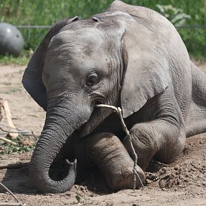 Baby African Elephant