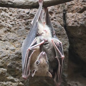 Egyptian Fruit Bat
