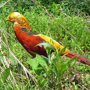 Golden Pheasant