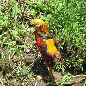 Golden Pheasant