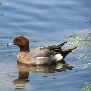 Eurasian Wigeon