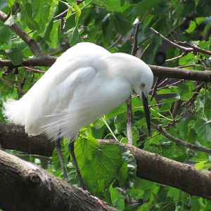 Snowy Egret