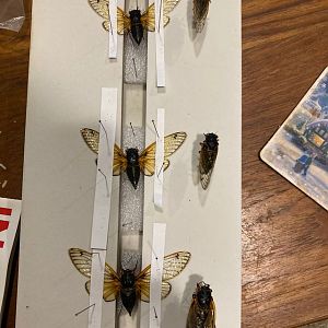 The 17-Year Cicadas (In-Progess)