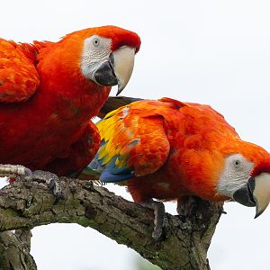 Scarlet macaw : Whipsnade : 24 May 2024