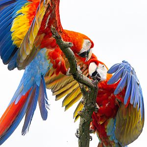Scarlet macaw : Whipsnade : 24 May 2024