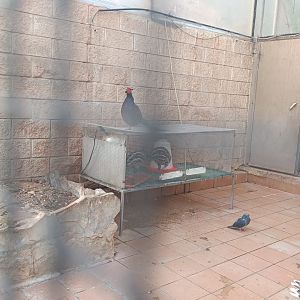 Mixed exhibit - Parque de Isabel la Catolica