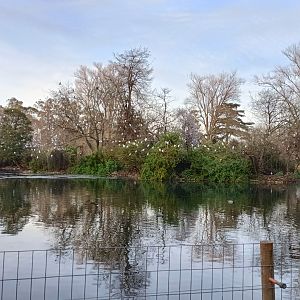 Lake with wild birds - Parque de Isabel la Catolica