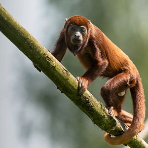 Juvenile Red howler monkey, YWP, UK