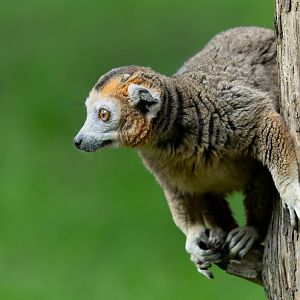 Crowned lemur, YWP, UK
