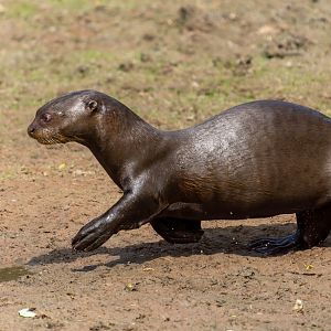 Giant otter, YWP, UK