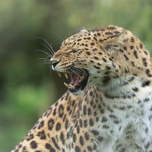 Amur leopard, YWP, UK