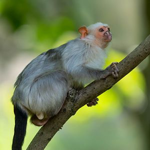 Silvery marmoset, YWP, UK