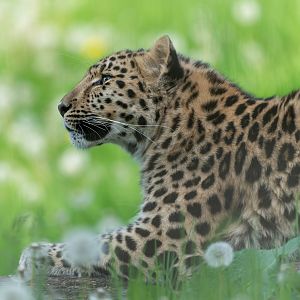 Juvenile Amur leopard, YWP, UK