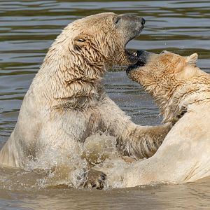 Polar bears, YWP, UK