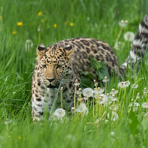 Juvenile Amur leopard, YWP, UK