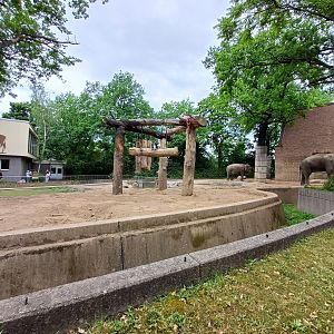 Asian Elephant- enclosure
