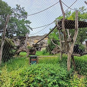 Chimpanzee- enclosure