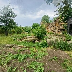 Sloth Bear- enclosure