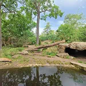 Eurasian Wolf- enclosure