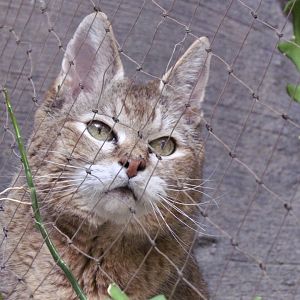 African Wildcat