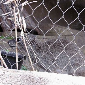 Hyrax