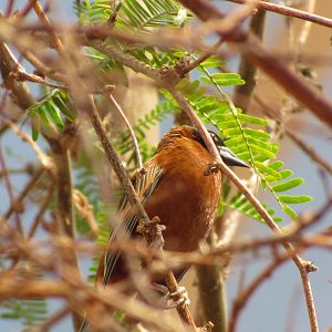 Chestnut Weaver