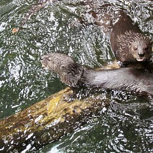 Spotted-necked Otters