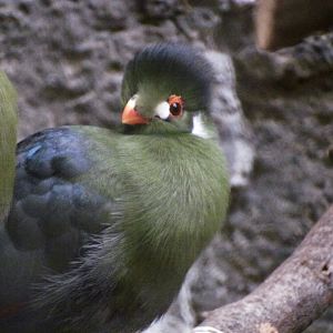 White-cheeked Turaco