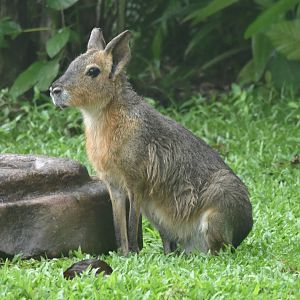 Pantagonian Mara (Dolichotis patagonum)
