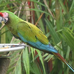 Military Macaw (Ara militaris)