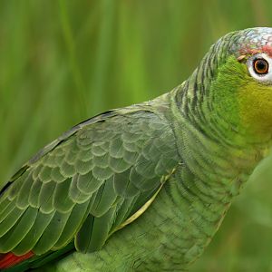 Lilacine Amazon (Amazona autumnalis lilacina)